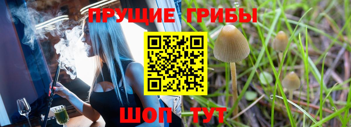 Псилоцибиновые грибы GOLDEN TEACHER Александров